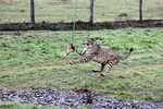 Gepard bei der Jagd