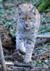Luchs 02