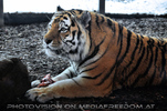 Sibirische Tiger 18