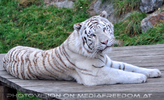 Wei�e Tiger 28