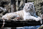 Wei�er Tiger 06