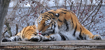 Sibirische Tiger 03