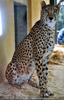 Gepard 2