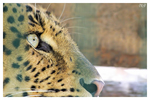 China Leopard