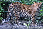 Leoparden 02