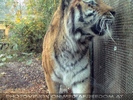 Sibirischer Tiger 1