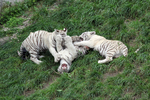 3 weisse Tiger beim Spielen
