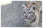 Weisser Tiger Jungtier