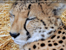 Geparde 4