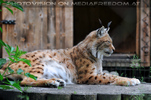 Luchs 03