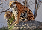 Sibirische Tiger 15