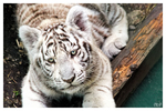 Weisser Tiger Jungtier