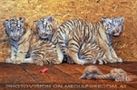 Die weissen Tiger Vierlinge 07