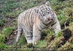 Die weissen Tiger Vierlinge 13
