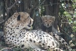 Gepard und Welpen