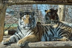 Sibirische Tiger 06