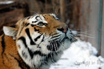 Amurtiger (Panthera tigris altaica)