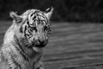 B/W Portrait weisser Tiger