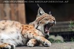 Luchs g����hnt