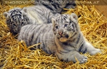 Die wei�en Tiger Vierlinge 12