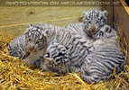 Die wei�en Tiger Vierlinge 15