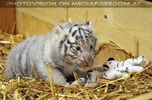 Die wei�en Tiger Vierlinge 31