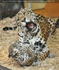 Jaguar spielt mit Baby