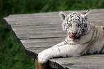 Kleiner weisser Tiger auf Sonnendeck