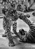 Leoparden Babys 06