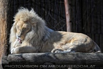 Lion Love 02