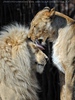 Lion Love 11