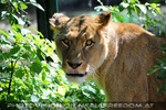 L�win sieht mich an