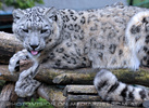 Schneeleoparden F�tterung 12