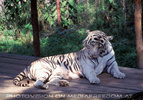 Weisser Tiger