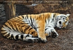 Schlafender Tiger 1