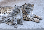 Schneeleoparden 17