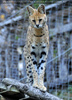 Serval 2
