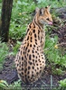 Serval