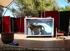 Short Tiger Show