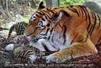 Tiger Babys 03