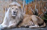 Wei�e L�wen 22