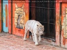 Weisse Tiger 2