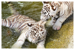 Weisse Tiger im Wasser