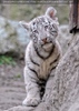 Wei�e Tiger Kindergarten 48