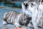 Wei�e Tigerbabys 01