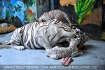 Wei�e Tigerbabys 05