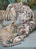 White Tiger Family 44