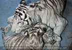 White Tiger Family 48
