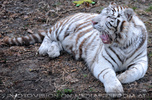 White Tiger Salim 31