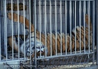 Zirkus Tiger im K�fig